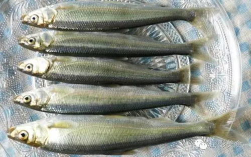 探索水中珍寶 世界頂級淡水魚類大全及賞析