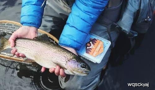冰凍深海魚與現殺淡水魚 哪個更營養？魚有一處千萬別亂吃