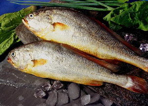 揭秘淡水魚的土腥味 源于環境與生理的“自然印記”