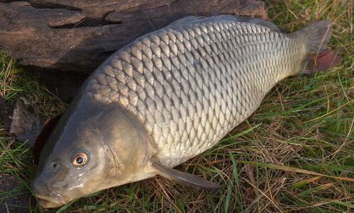 深海魚與淡水魚 營養價值對決，你該如何選擇？