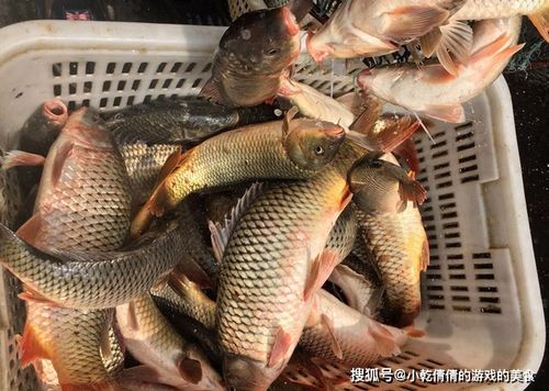 淡水魚王跌下神壇 6元一斤無人問津，背后的四個真相讓所有人沉默