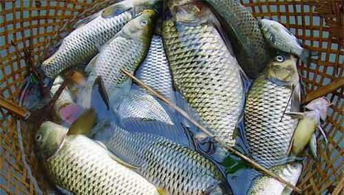 深海魚和淡水魚，到底哪個更有營養？看完知道怎么選了