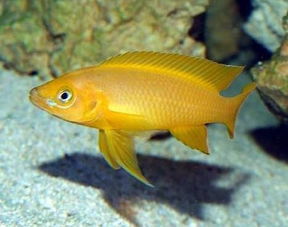家庭養淡水魚全攻略 從菜鳥到行家的進階指南
