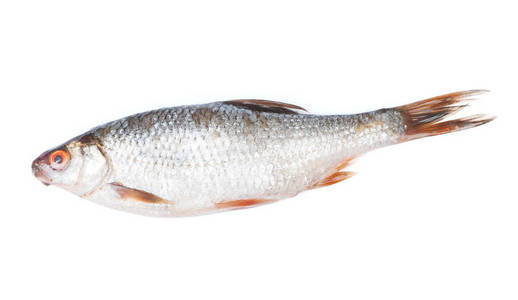 那兩條淡水魚的故事