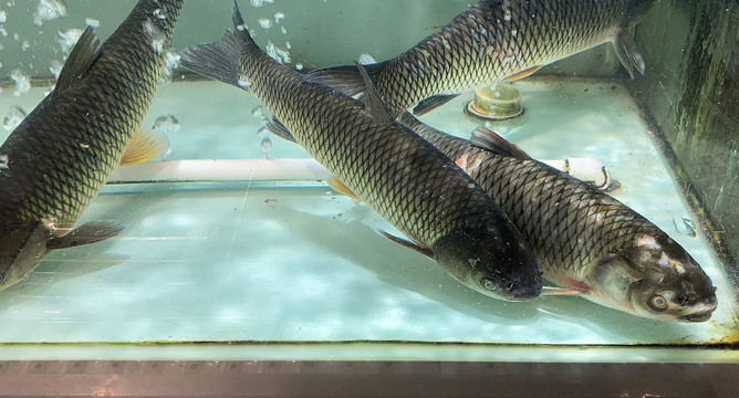 淡水魚 江河湖泊中的靈動生命