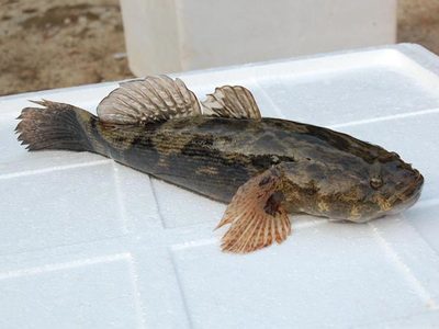 探秘廣東淡水魚類 多樣種類與絕美圖片展示
