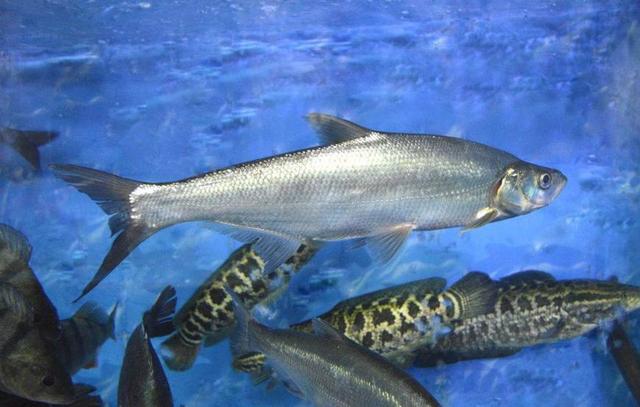 歐美國家為什么不喜歡吃淡水魚？說出來你都不一定會相信