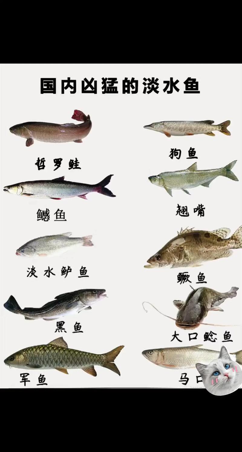 國內淡水魚十大魚種水層分析 解構水下生態系統