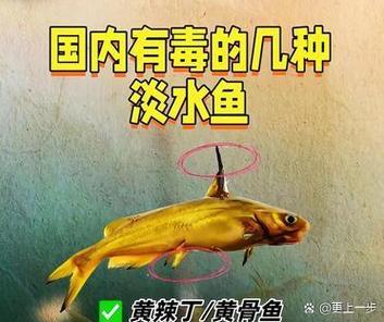 淡水魚是咱們飯桌上的老熟客了,大家都知道,多吃魚對身體那是杠杠的好