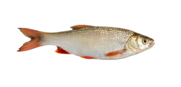 淡水雙魚 水光里的雙影