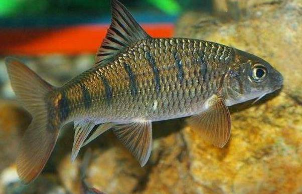 味道鮮美的4種淡水魚,第三種很多人都不認識,據(jù)說很難釣到!