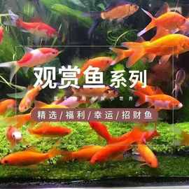 淡水魚魚苗