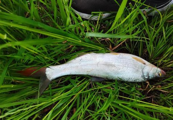 它號稱是非常難吃的淡水魚種,卻獲得釣魚人眼中的喜愛