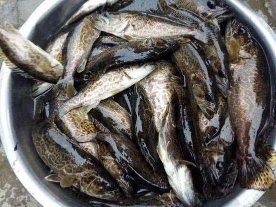 斑鱖棲居于清凈水域,被譽為"淡水魚之王"