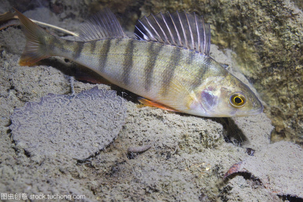 淡水魚鱸魚 (perca fluviatilis) 在美麗干凈的磅。水下射擊在湖中。野生動物。棲在自然棲所以尼斯背景。住在湖里