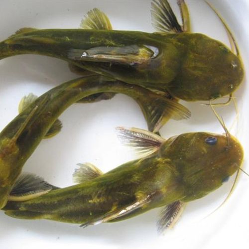 微山湖活魚現(xiàn)殺鮮活新鮮黃骨魚昂刺魚昂針黃辣丁500g淡水魚類