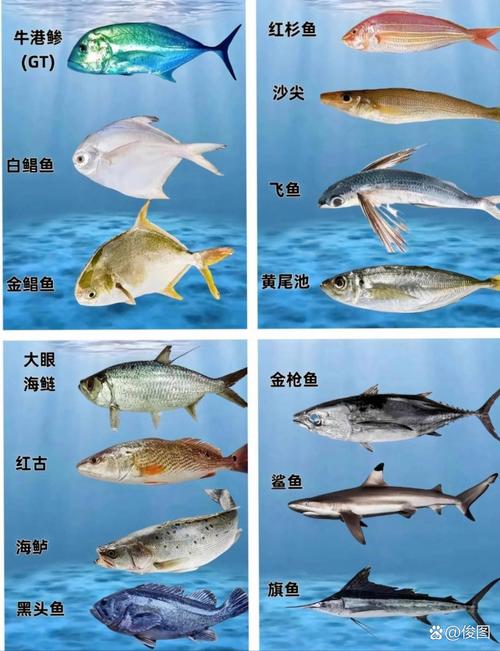 我國淡水魚有1000多種,著名的 "四大家魚"及鯉魚,鯽魚等都是主要的
