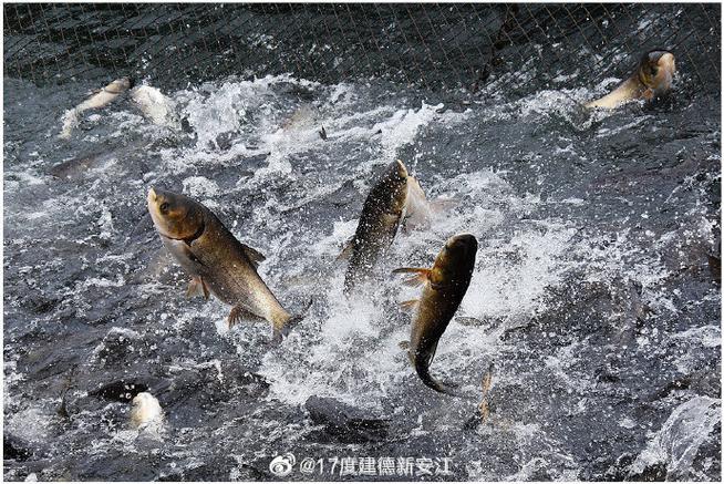 吃貨建德#建德有機魚均為野生放養(yǎng)的淡水魚